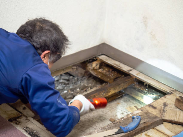 Certified Mold Removal in Caruthers, CA