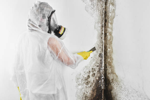 Best Mold Removal Company Near Me  in Ruthers, CA