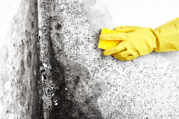 Home Mold Removal in Caruthers, CA
