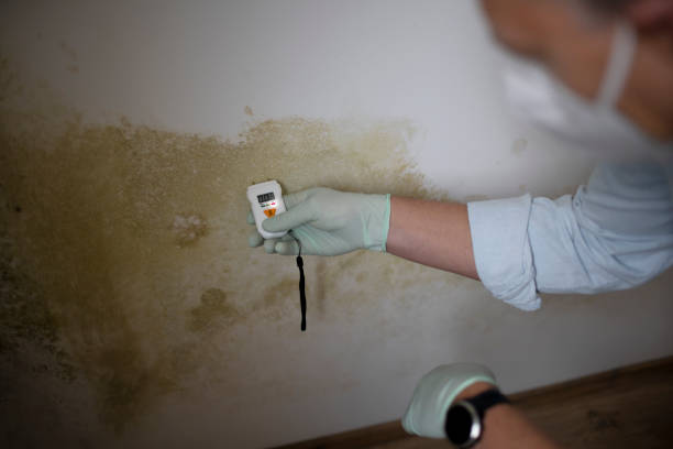 Best Office Mold Removal Services  in Ruthers, CA