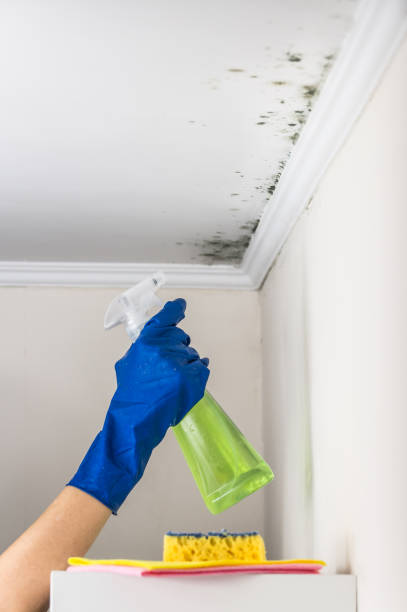  Ruthers, CA Mold Removal Pros